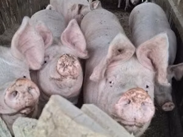 Pigs (batch, sex not specified),  — Hungary
