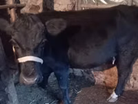 Vaca, Ganado vacuno — foto 1