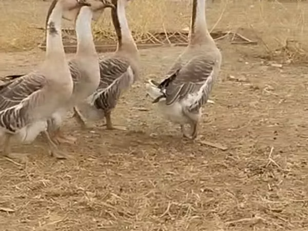 አፍሪካን