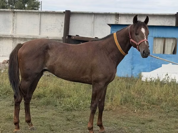 حصان, Arabian horse