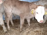 Cattle (batch, sex not specified), Simmental cattle — photo 3