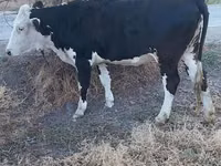 Cow, Holstein breed — photo 2