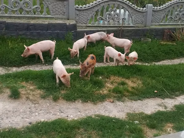 Boar, Pigs — Moldova
