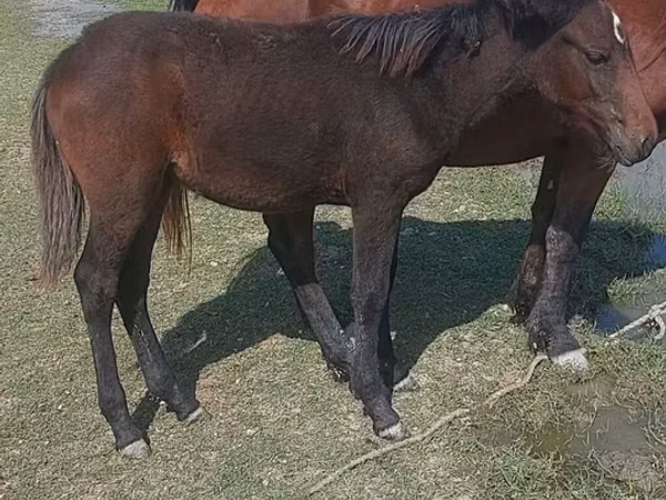 Mare, Horses — Azerbaijan