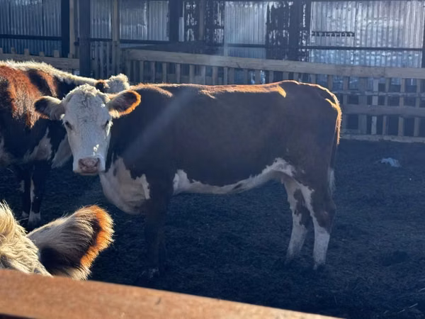Cow, White-headed Ukrainian — Kazakhstan
