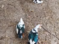 Geese — photo 4