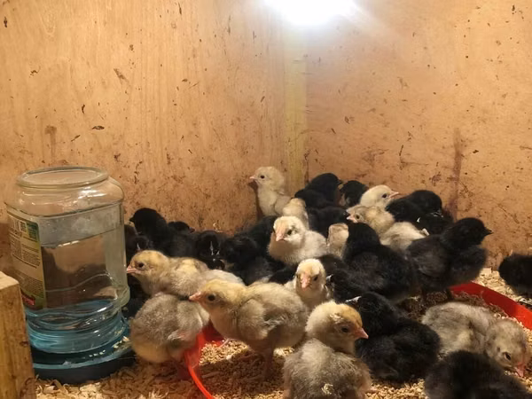 Chickens — Azerbaijan