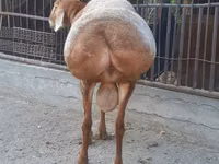 Cừu đực, Saryarka sheep — ảnh 4