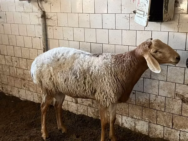 Ram, Sheep — Kyrgyzstan