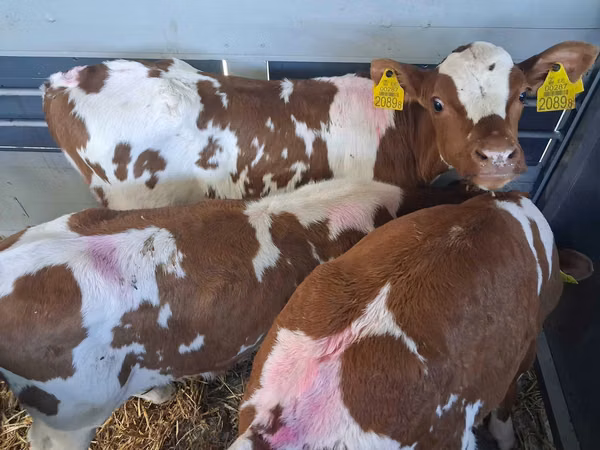 Bull, Simmental cattle — Poland