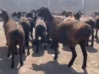 میش, Hissar sheep — عکس 2