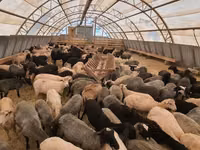 قوچ, Dorper sheep — عکس 1