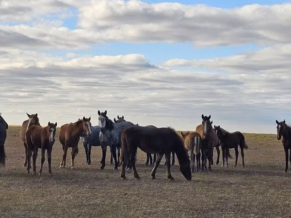 Mare, Horse breed