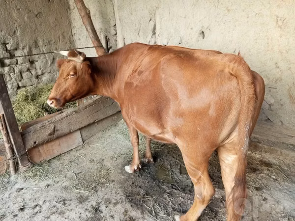 Cow, Cattle — Uzbekistan