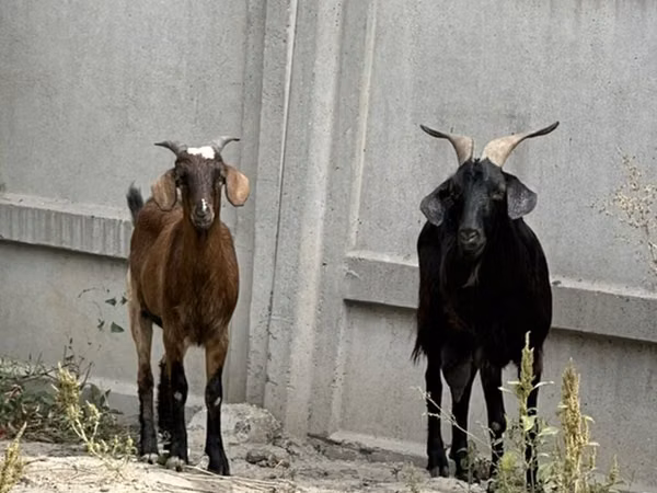 Goat, Goats — Kyrgyzstan