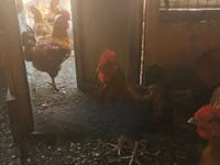 Chickens — foto 3