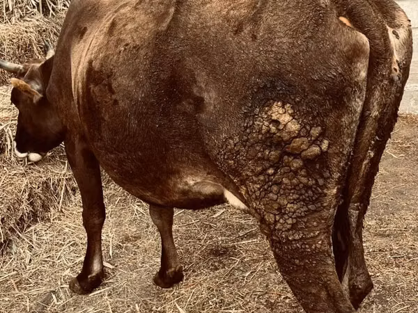 Cow, Cattle — Kyrgyzstan