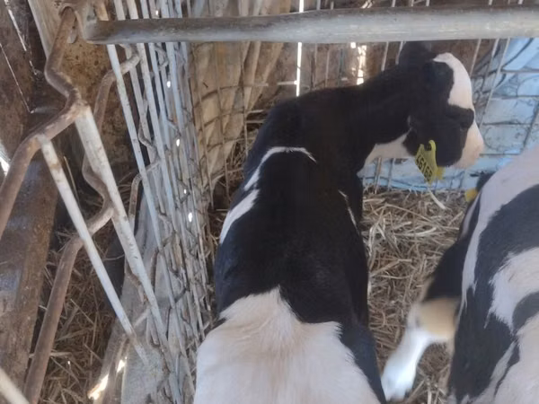 Cow, Russian Black pied cattle — Poland