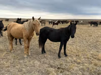 Horse (M), Horses — photo 2