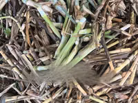 Super Napier Grass (Pakchong 1) — foto 4