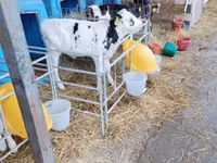Buğa, Swiss cattle — foto 5