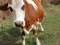 Krava, Simmental cattle — foto 1