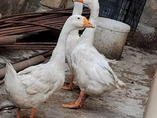 Geese