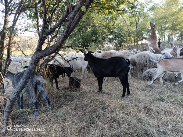 Billy Goat, Murcia-Granada goats — Moldova