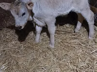 Sapi, Alatau breed — foto 3
