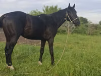 Aygır, Kazakh horse — foto 1