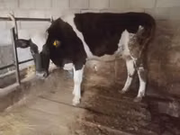 Vaca, Simmental cattle — foto 3
