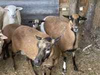 Sheep, Cameroon sheep — photo 2