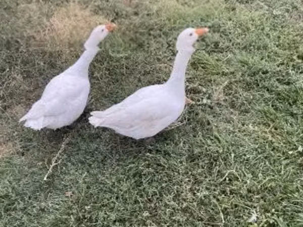 Geese