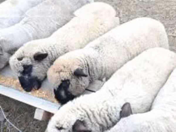 قوچ, Shroshire sheep — مجارستان