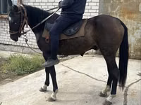 Horse (M), Horses — photo 1