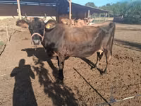 Sapi, Jersey breed — foto 2