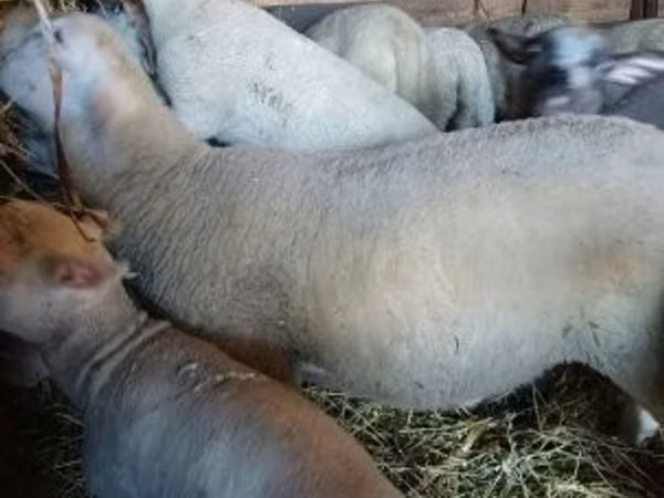 Beran, Romanov sheep