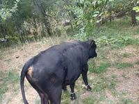 Bou, Vaca roșie fără coarne — foto 6