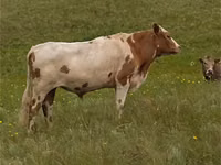 Cow, Simmental cattle — photo 1