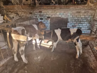 گاو نر, گاو — عکس 2