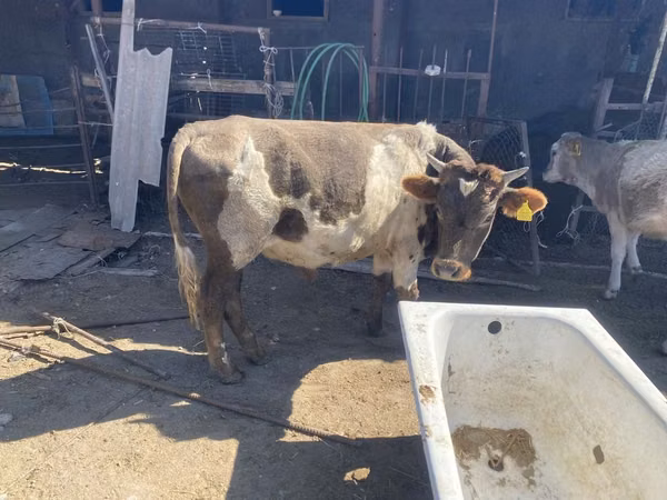 Bull, Cattle — Kazakhstan