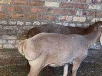 Sheep, Edilbay sheep — photo 2