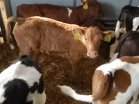 Sığır (parti, cinsiyet belirtilmedi), Simmental cattle — foto 5