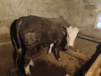 Bull, Kazakh White-headed cow — photo 1