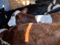 گاو و گوساله (گروه، جنسیت مشخص نشده), Simmental cattle — عکس 4