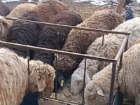 Carneiro, Hissar sheep — foto 5