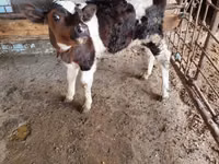 公牛, Cattle — 照片 4