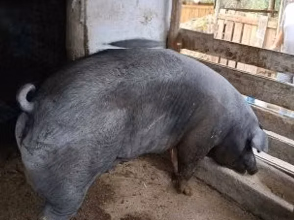 แม่สุกร, หมู