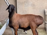 Ovan, Hissar sheep — fotografija 2