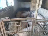 Babi (lot, jantina tidak dinyatakan), Pigs — foto 6